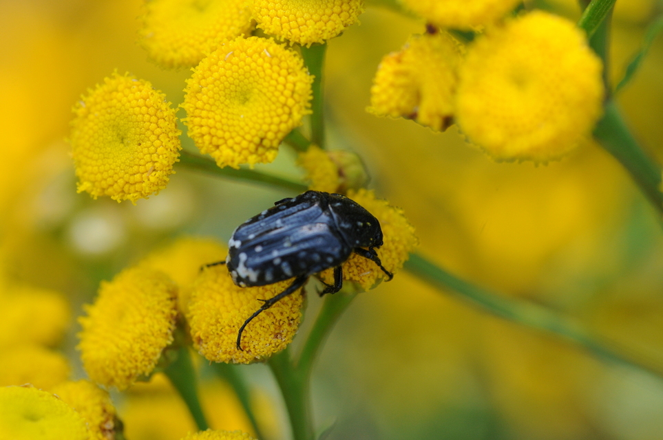 Oxythyrea funesta - sokpettyes virágbogár
