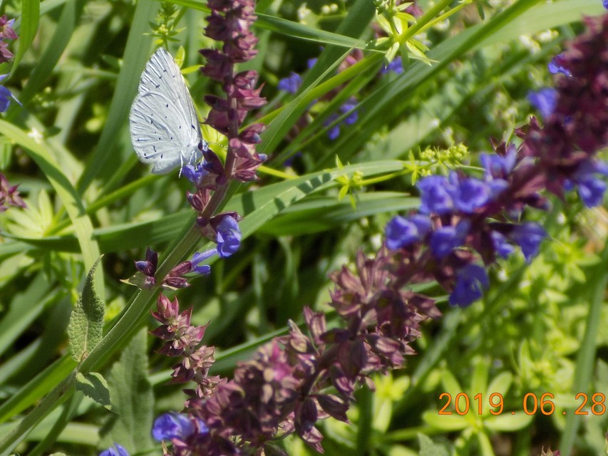 Celastrina argiolus - bengeboglárka