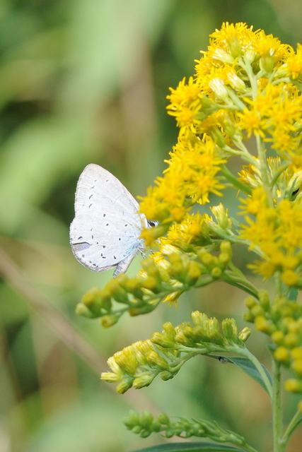Celastrina argiolus - bengeboglárka