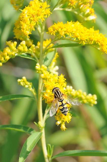 Helophilus trivittatus - nagy mocsárilégy