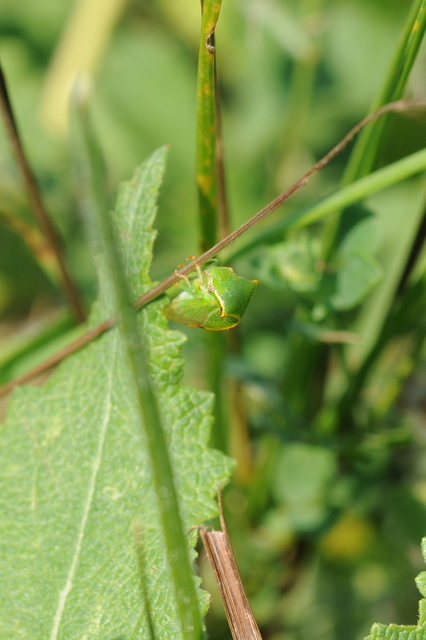 Stictocephala bisonia - bivalykabóca
