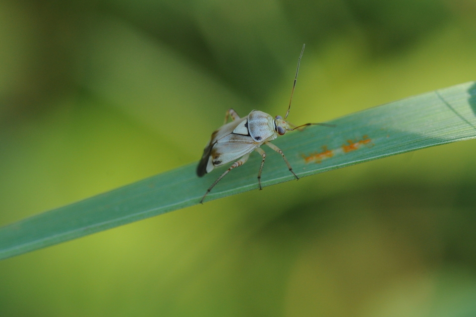 Lygus pratensis - változó mezeipoloska