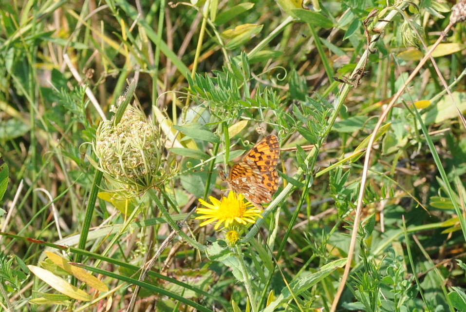 Boloria dia - kis gyöngyházlepke