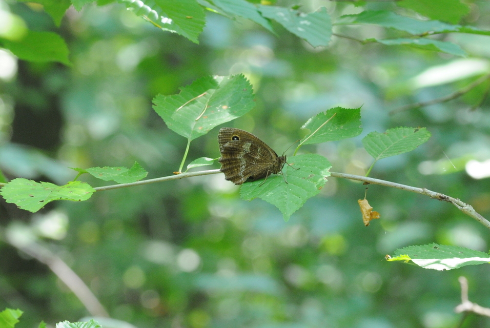 Minois dryas - fekete szemeslepke