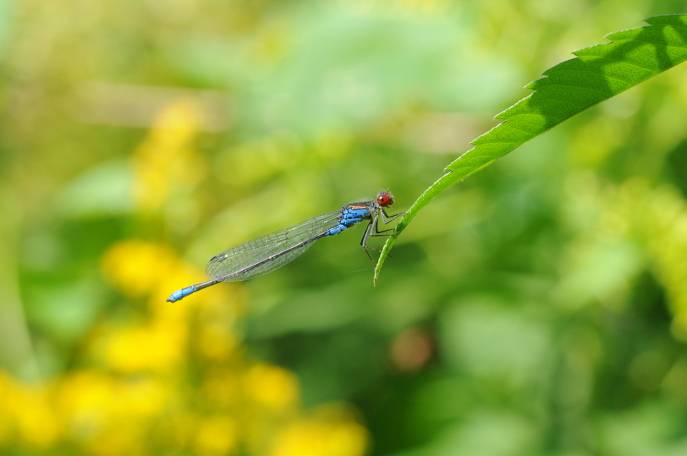 Erythromma viridulum - kis pirosszemű-légivadász