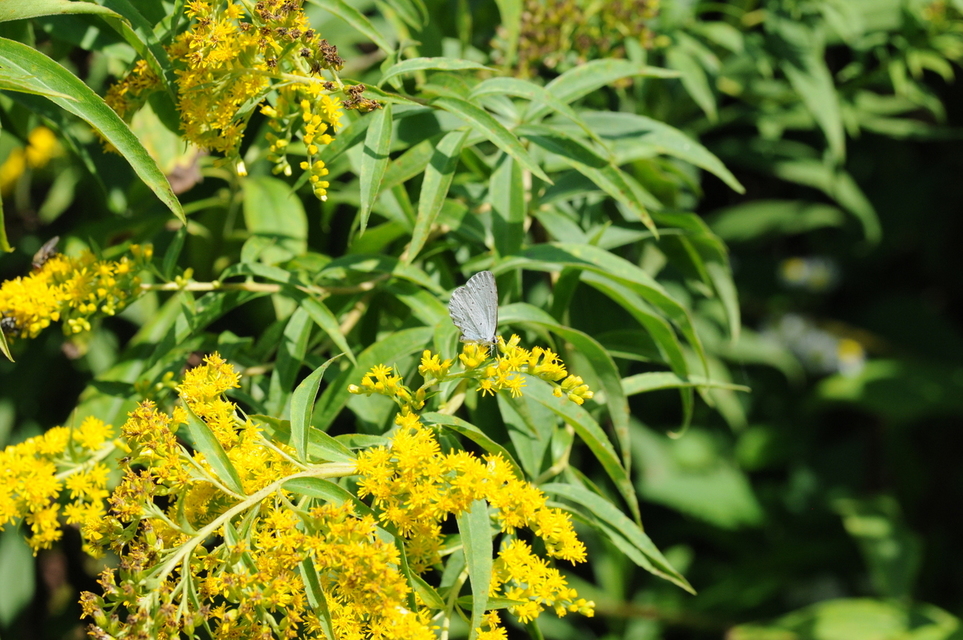 Celastrina argiolus - bengeboglárka
