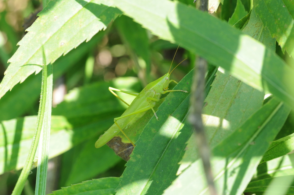 Ruspolia nitidula - nagy kúpfejűszöcske