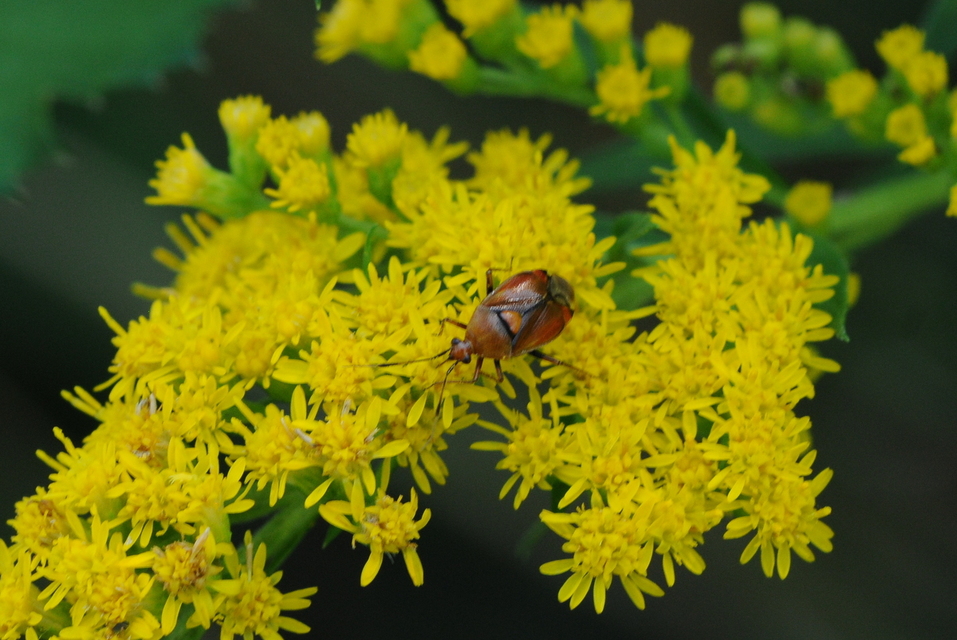 Deraeocoris ruber - vöröses mezeipoloska