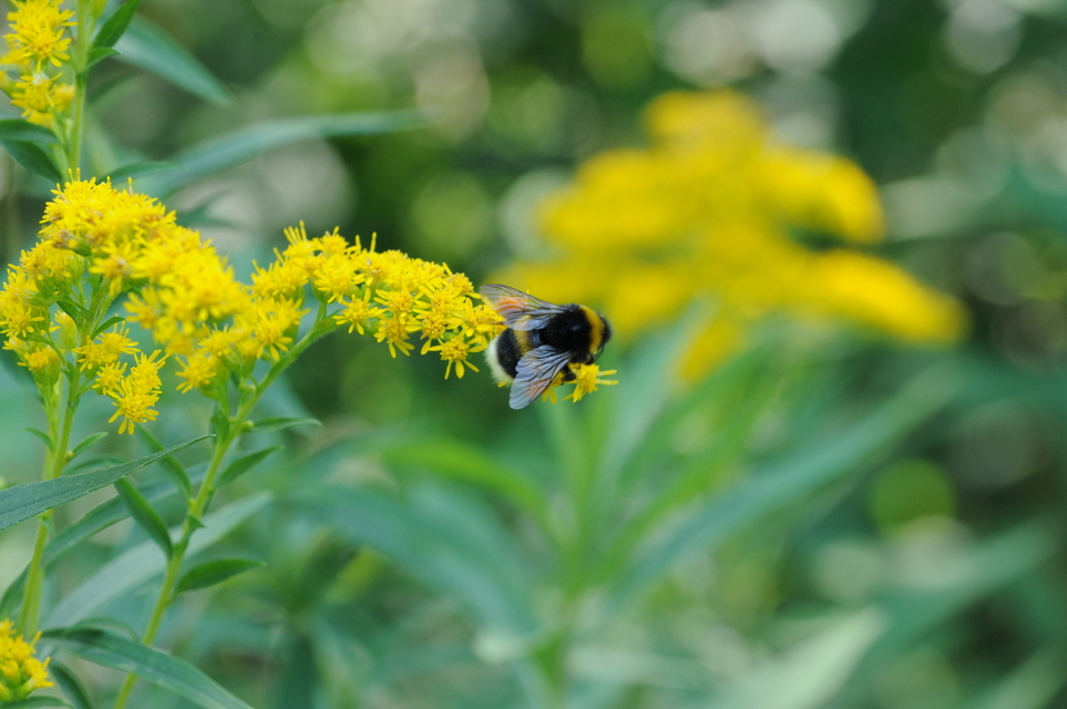 Bombus terrestris/lucorum