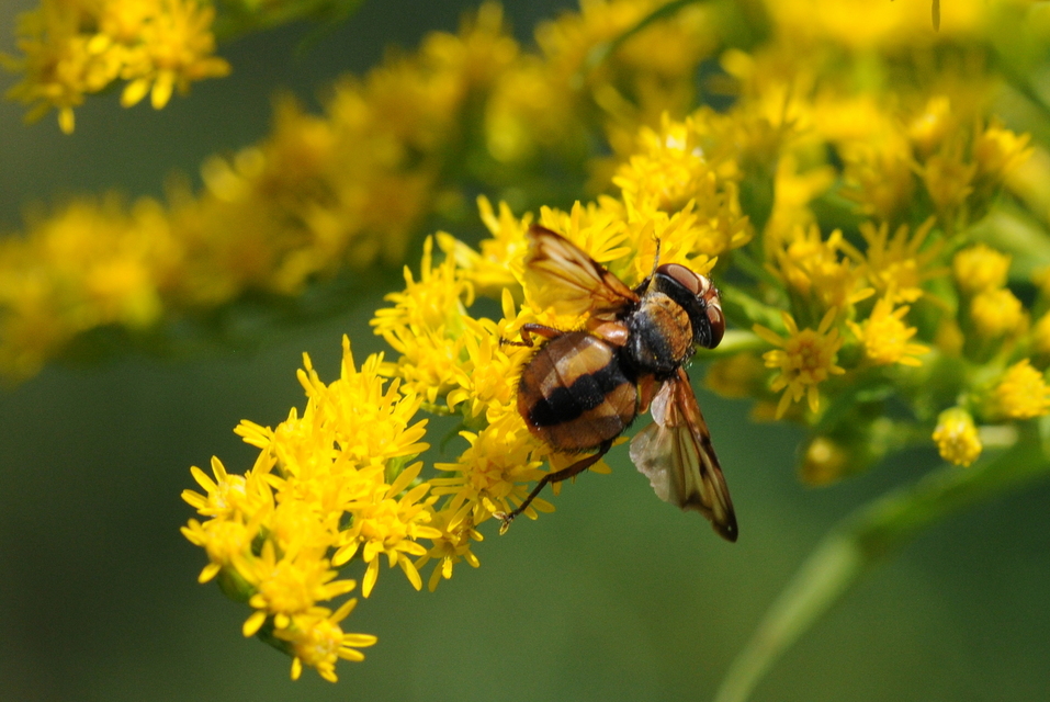Ectophasia crassipennis - szélespotrohú poloskafürkész