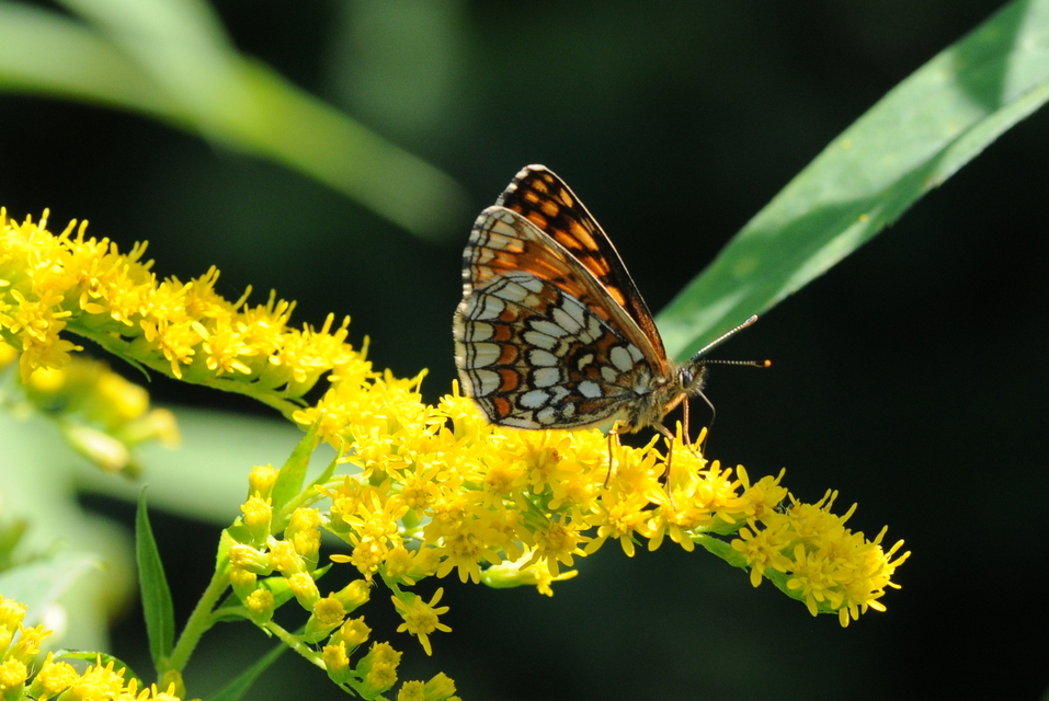Melitaea athalia - közönséges tarkalepke