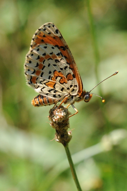 Melitaea didyma - tüzes tarkalepke