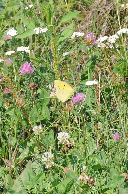 Colias croceus - sáfránylepke