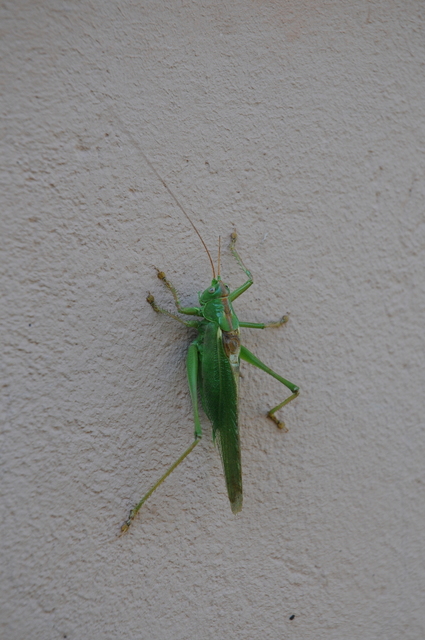 Tettigonia viridissima - zöld lombszöcske