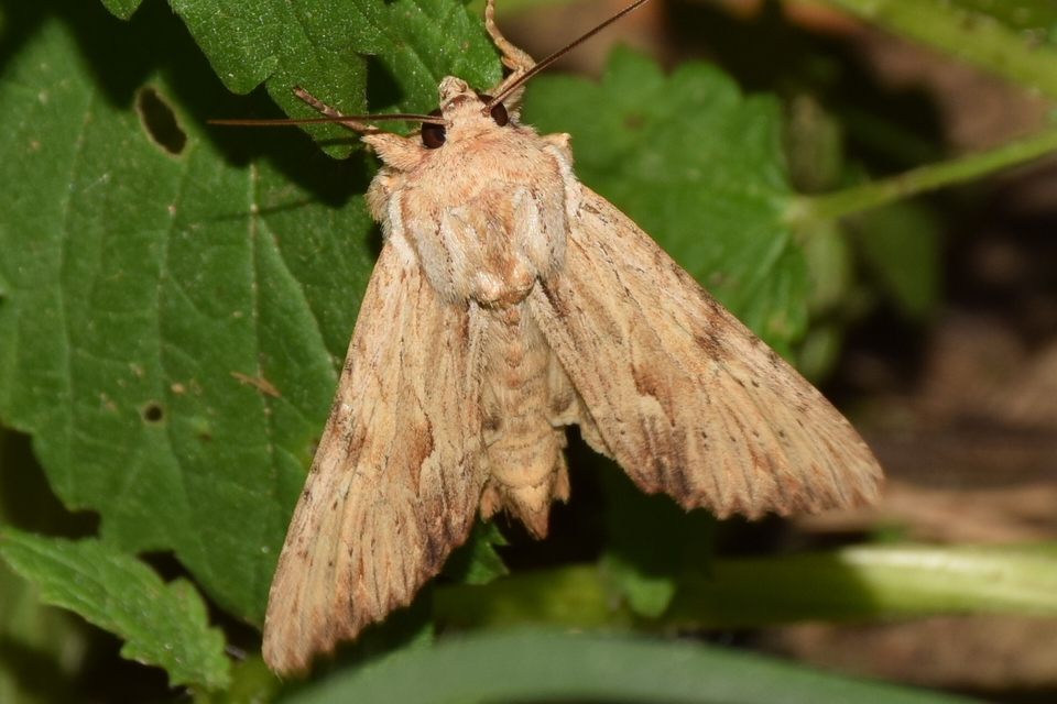 Apamea lithoxylaea - fakó dudvabagoly