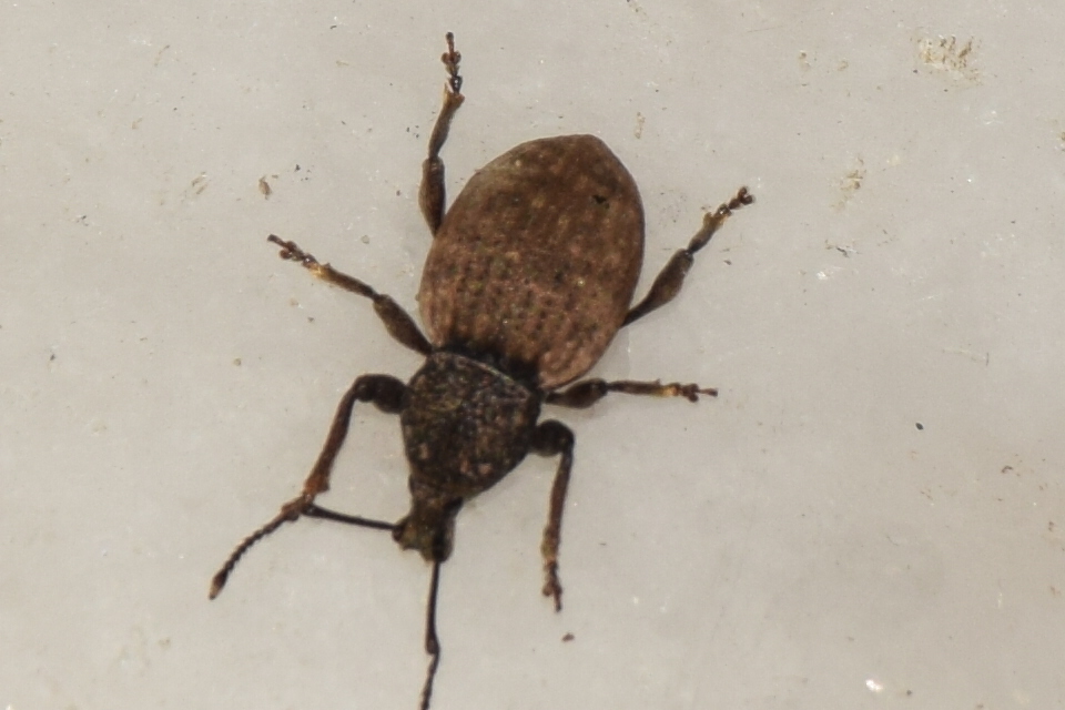 Otiorhynchus raucus - molyhos gyalogormányos