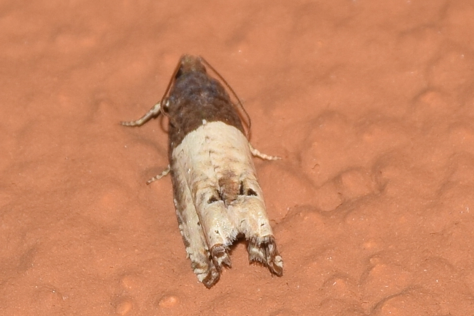 Notocelia roborana - rózsarügy-tükrösmoly
