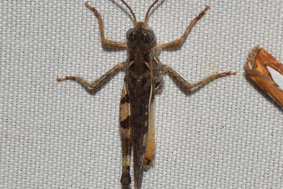 Dociostaurus brevicollis - rövidnyakú sáska