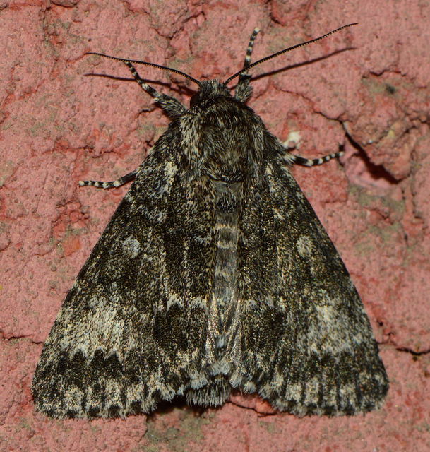 Acronicta megacephala - nagyfejű szigonyosbagoly