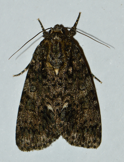 Acronicta rumicis - sóska-szigonyosbagoly