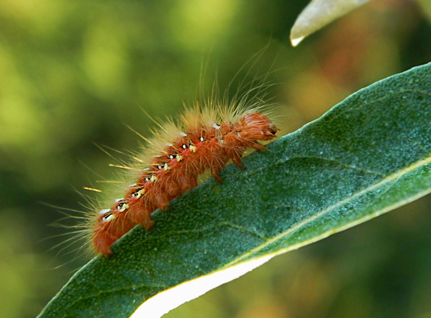 Acronicta rumicis - sóska-szigonyosbagoly