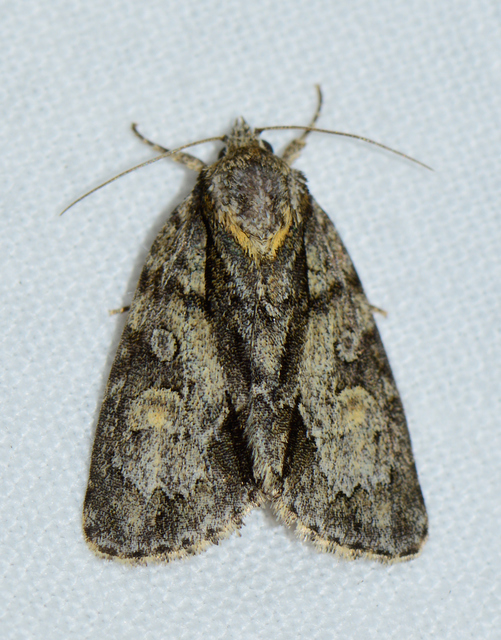 Acronicta strigosa - kis szigonyosbagoly