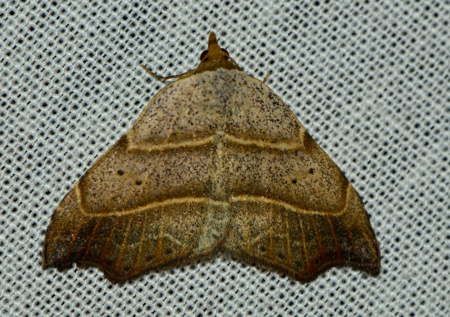 Laspeyria flexula - zuzmóbagoly