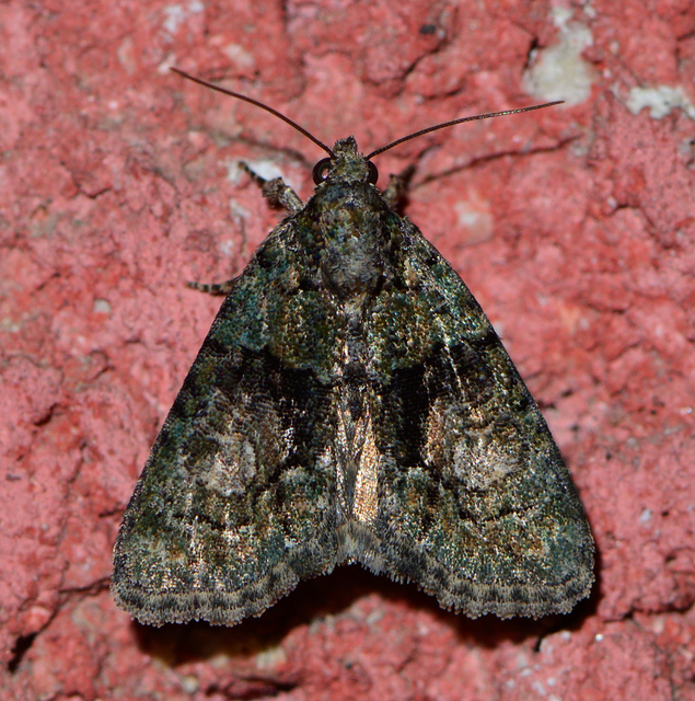 Cryphia algae - sárgászöld zuzmóbagoly