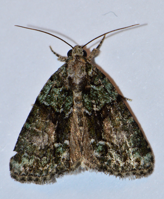 Cryphia algae - sárgászöld zuzmóbagoly