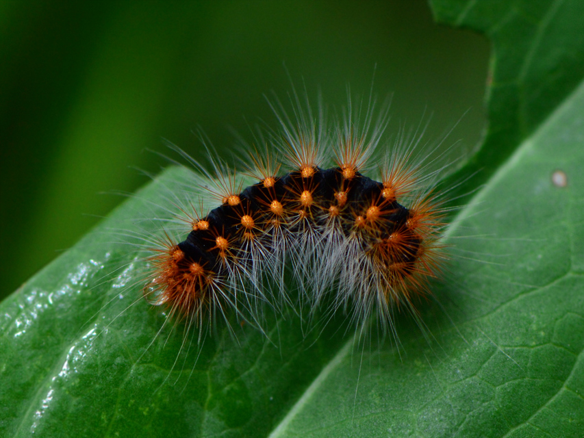Acronicta auricoma - aranyos szigonyosbagoly