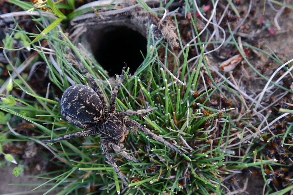 Geolycosa vultuosa - pokoli cselőpók