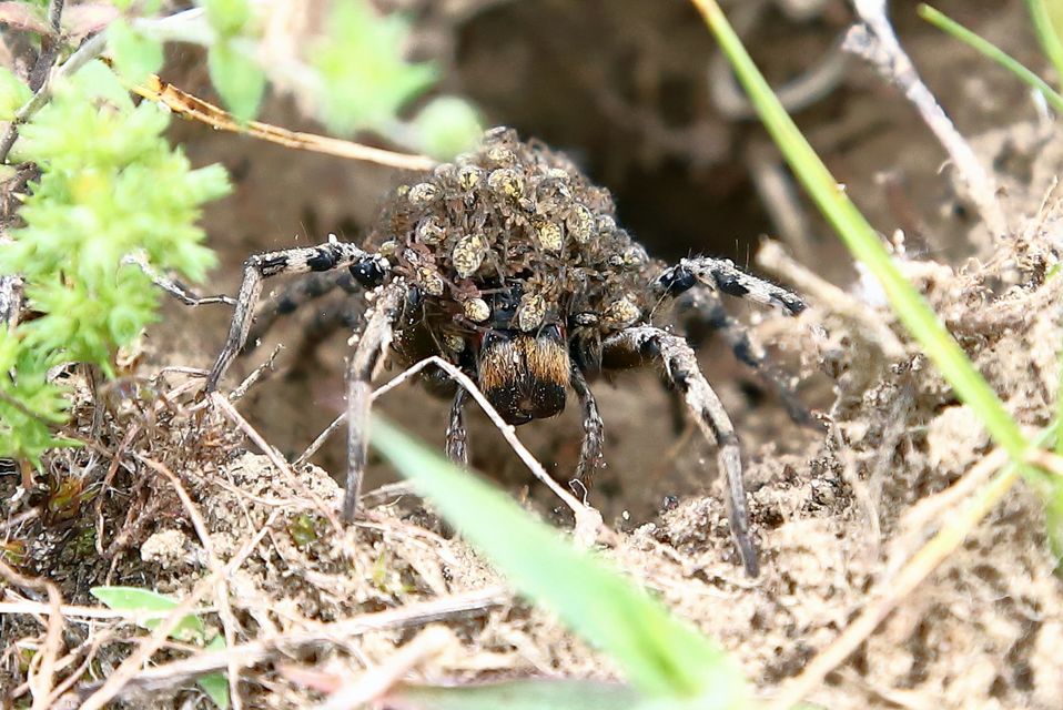 Geolycosa vultuosa - pokoli cselőpók