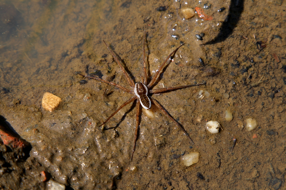 Dolomedes fimbriatus - szegélyes vidrapók