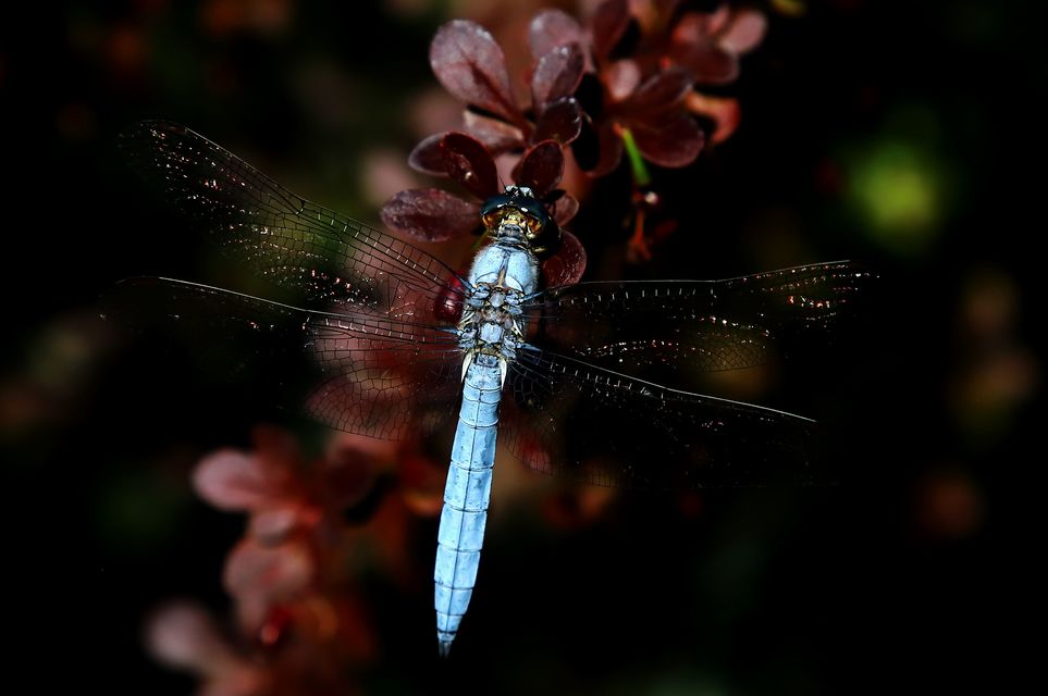 Orthetrum brunneum - pataki pásztorszitakötő