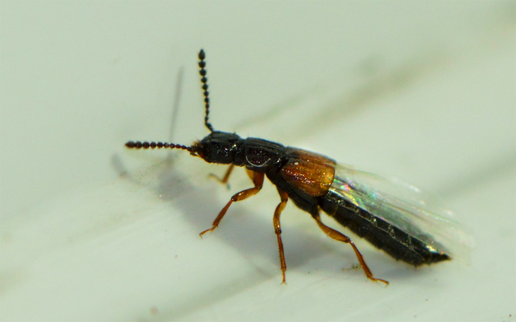 Anotylus insecatus - csipkéshátú korhóholyva Anotylus insecatus - csipkéshátú korhóholyva