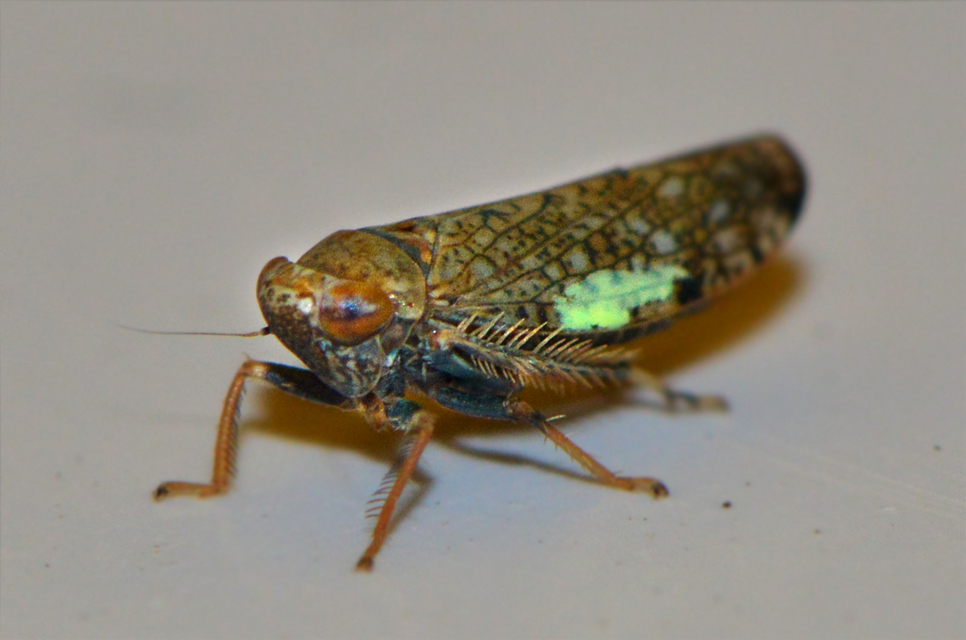 Orientus ishidae