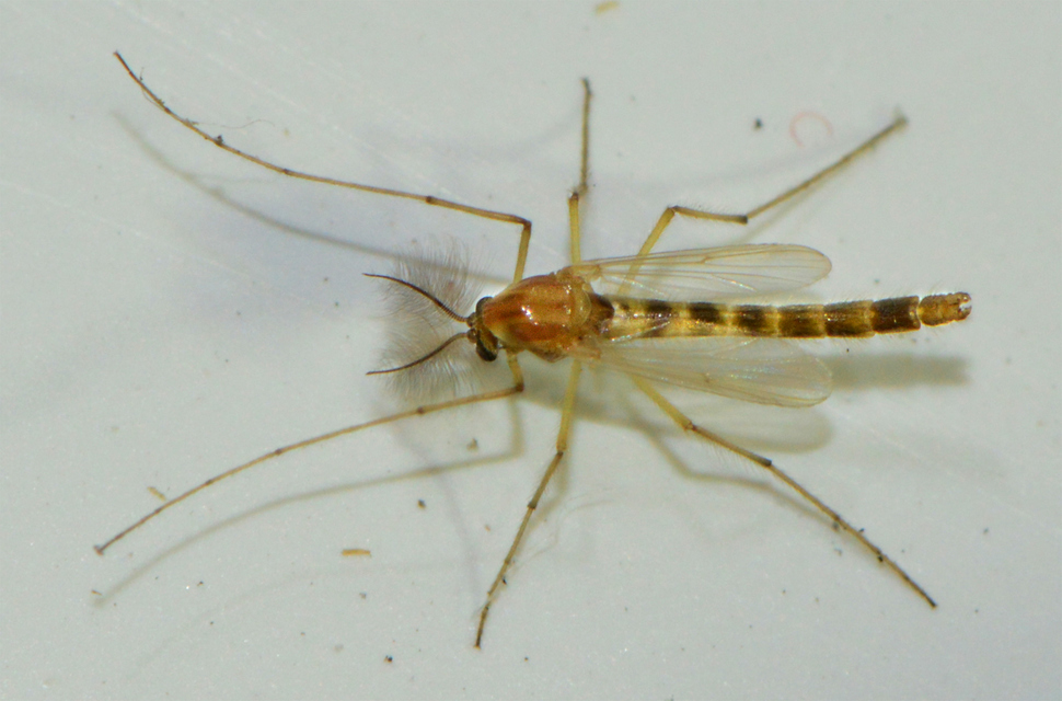 Chironomidae - árvaszúnyogok