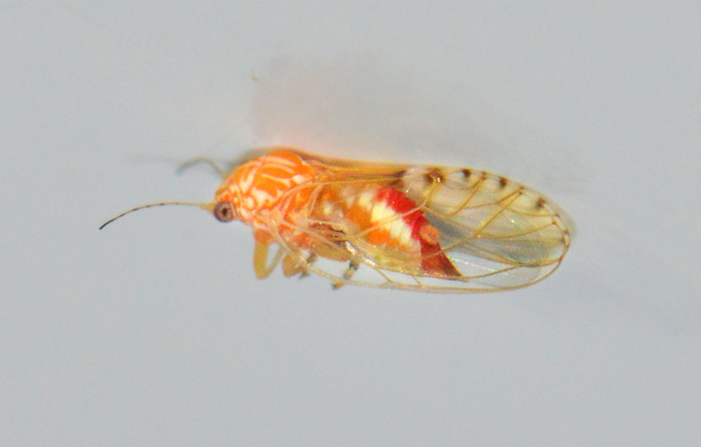 Psyllidae