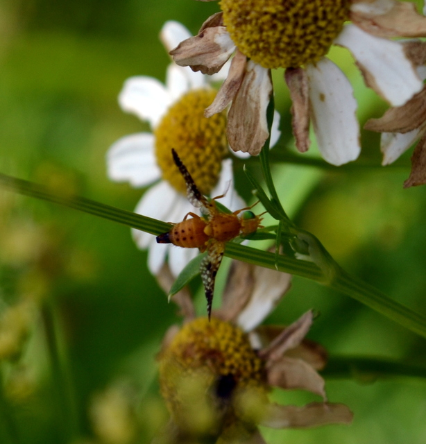 Tephritidae - fúrólégyfélék
