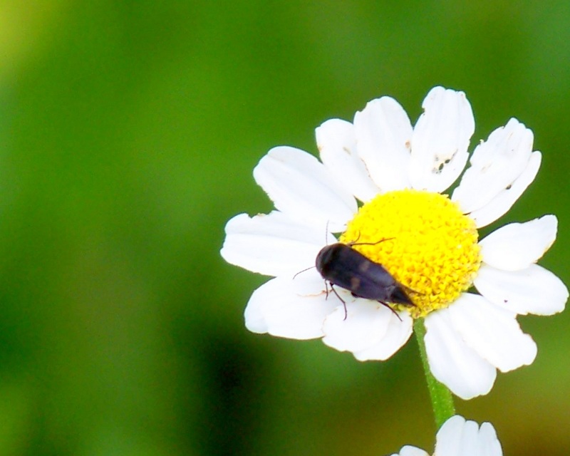 Variimorda villosa - szalagos maróka