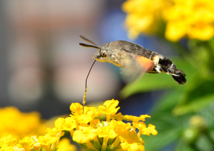 Macroglossum stellatarum - kacsafarkú szender