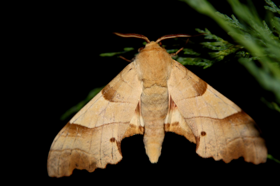Marumba quercus - tölgyfaszender
