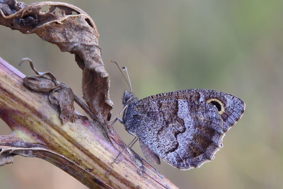 Hipparchia statilinus - homoki szemeslepke