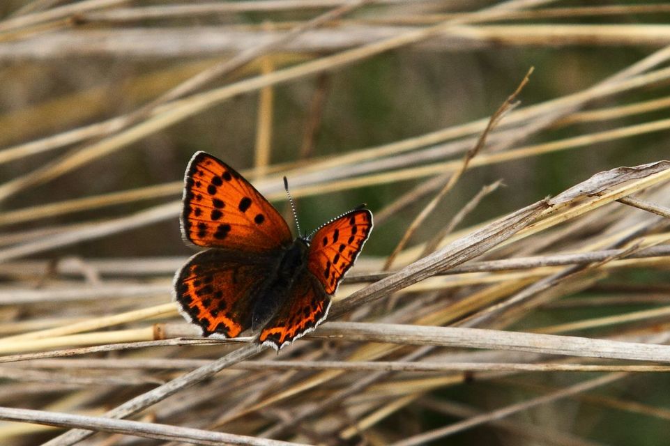 Lycaena thersamon - kis tűzlepke