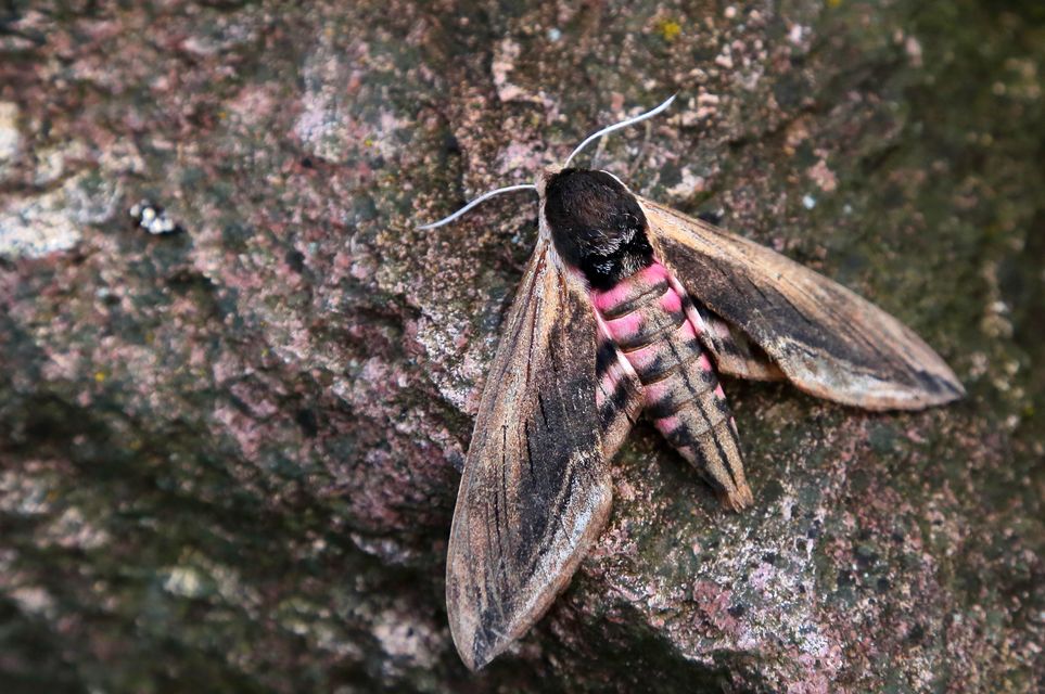 Sphinx ligustri - fagyalszender