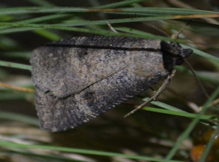 Lygephila procax - fekete csüdfűbagoly