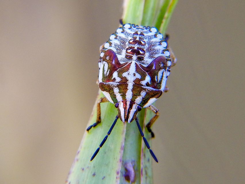 Carpocoris fuscispinus - tüskés gyümölcspoloska Carpocoris fuscispinus - tüskés gyümölcspoloska
