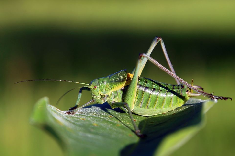 Polysarcus denticauda - fogasfarkú szöcske