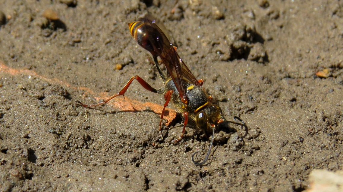 Sceliphron curvatum - barnalábú lopódarázs