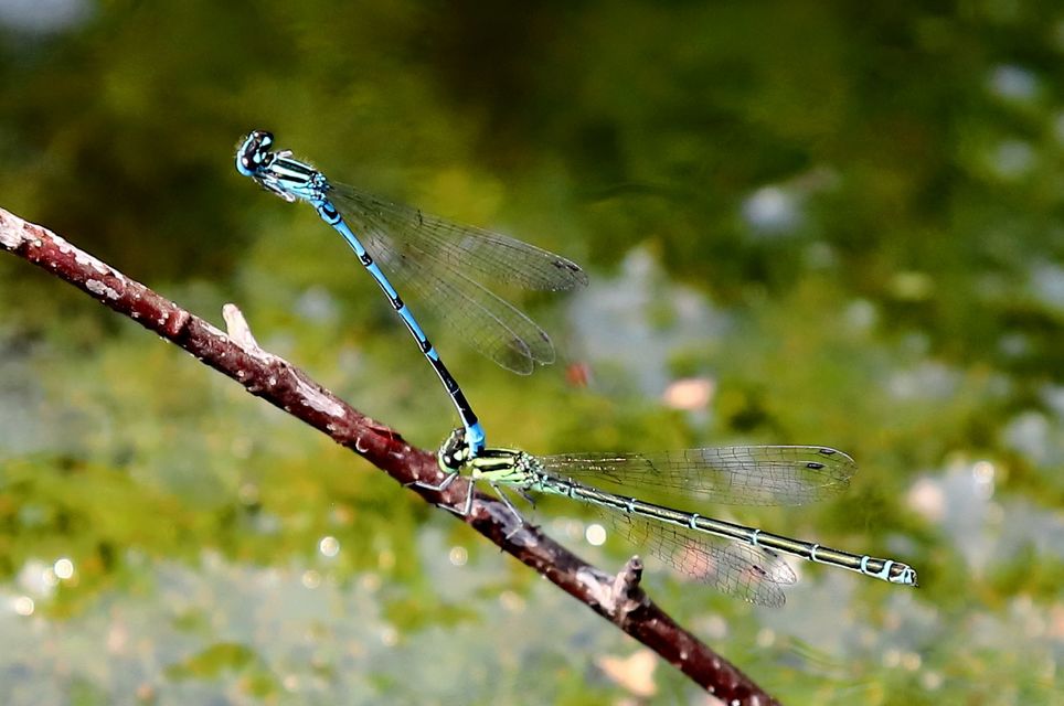 Coenagrion puella - azúrkék légivadász